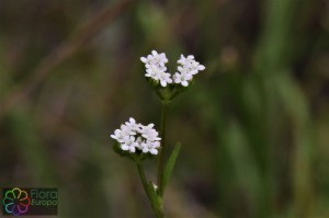 valerianella dentata (5).jpg